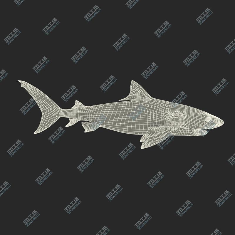 images/goods_img/202105074/Tiger Shark Rigged for Cinema 4D/4.jpg
